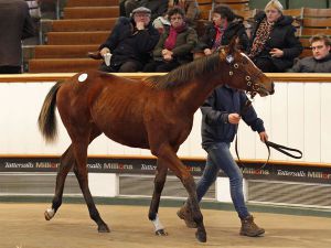 Ronald Rauscher ersteigerte diese Oasis Dream-Tochter. www.tattersalls.com