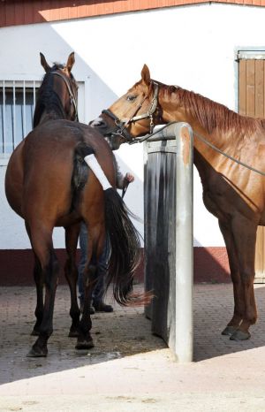 Rund 50 Stuten sind zu Samum (rechts) gebucht