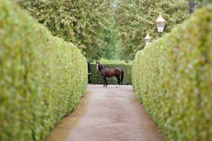 Sadler's Wells, der Rekord-Champion-Deckhengst, starb im Alter von 30 Jahren. www.galoppfoto.de