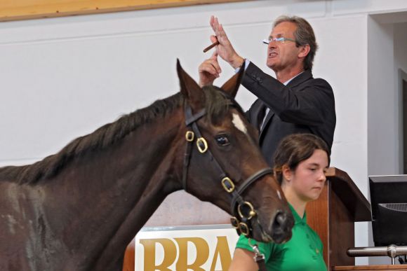 Mit Lot-Nummer 68 im Auktionsring:: John O'Kelly schlägt die Wiesenpfad-Tochter Salwina für €390.000 Narvick international zu - der Rekordpreis der BBAG-Jährlingsauktion 2013. www.galoppfoto.de - Frank Sorge