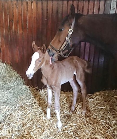 Babymassage: bekommt hier das am 10.4. im Haras de Rabodanges geborene Cracksman-Hengstfohlen durch seine Mutter Santa Luz (Campanologist), die genauso begeistert über ihr Fohlen ist wie die Züchter von Taxi4Horses - Foto: privat