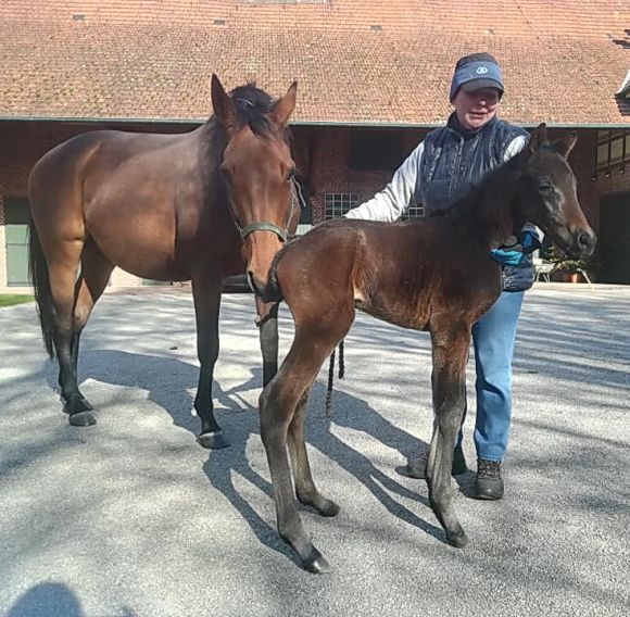 Ein schmucker, dunkler Kerl: So beschreiben die Züchter vom Gestüt Ebbesloh diesen jüngsten Nachwuchs ihrer Santanna (Country Reel). Zarak ist der Vater des Hengstfohlens - Foto: privat