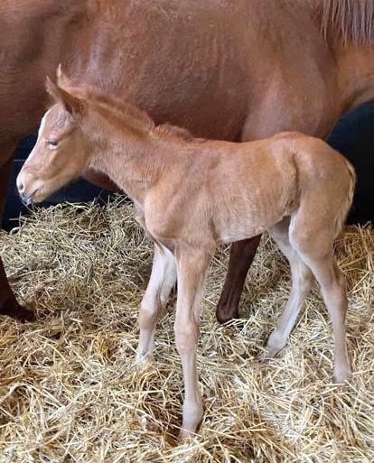 Hochkarätig: Von Frankel aus der Mutter von Sea The Moon - mehr braucht man zu diesem Stutfohlen eigentlich nicht zu sagen. Im Gestüt Görlsdorf darf man gespannt sein, wo der Weg der jungen Dame hin führt - Foto: privat