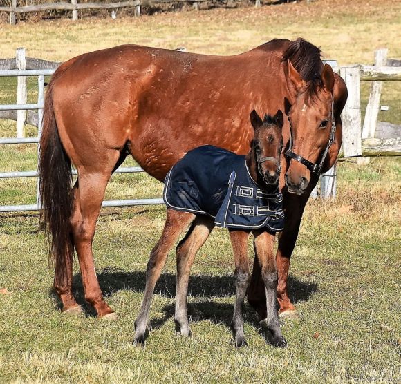 Precious little sister: Sea The Sky ist der Name dieser jungen Dame - auf dem Bild mit Mutter Sanwa (Monsun) im Alter von drei Wochen - auf die man als rechte Schwester des Derbysiegers Sea The Moon im Gestüt Görlsdorf sicher ganz besonders stolz ist. Foto: privat