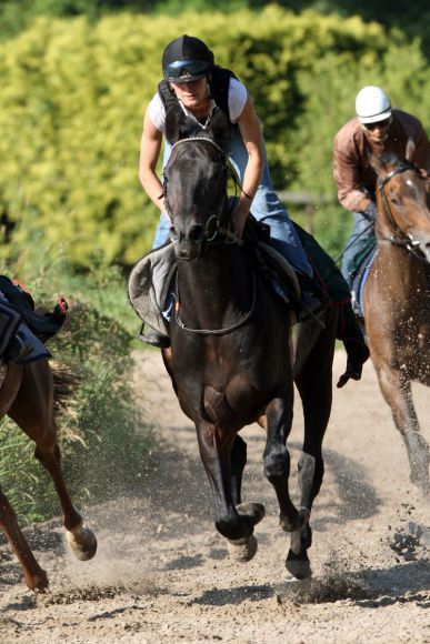 Scalo beim Trainingsgalopp in Ravensberg. www.galoppfoto.de - Frank Sorge