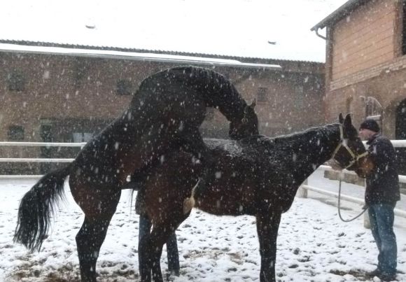 Sehrezad erledigt auch im Schneegestöber seinen Job. Foto: Gestüt Helenenhof