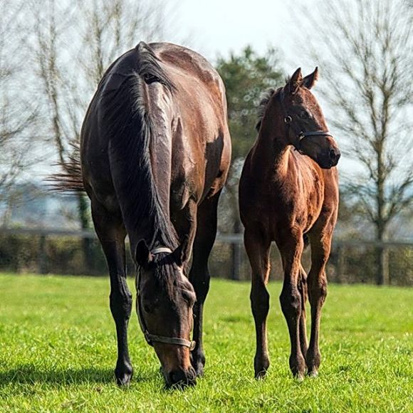 Irischer Hochkaräter II: Seventh Heaven, eine Galileo-Tochter, hat u.a. die Irish Oaks gewonnen. Ihr Stutfohlen hat Dubawi zum Vater und mit dieser excellenten Abstammung sicher bereits einen Platz in der Coolmore-Zucht gebucht - Foto: Coolmore