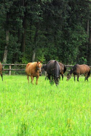 Die Jährlings-Stuten im Gestüt Wittekindshof. www.dequia.de