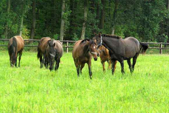 Die Jährlings-Stuten im Gestüt Wittekindshof. www.dequia.de