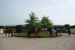 Der Hesselhof - der Eingangsbereich mit Reithalle, dem Stutenstall rechts und dem Hengststall links. www.dequia.de