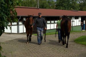 Auf dem Weg in die Stallungen im Gestüt Wittekindshof. www.dequia.de