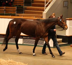 Singapore Lily geht ins Rathasker Stud. www.tattersalls.com