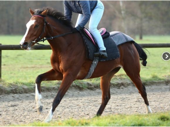 Der Hingucker Sirjan beim Training in Ravensberg. ©rennstall-woehler.de