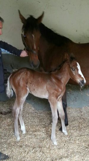 Dieser jüngste Nachwuchs für das Gestüt Höny-Hof kam in Frankreich im Haras du Logis zur Welt