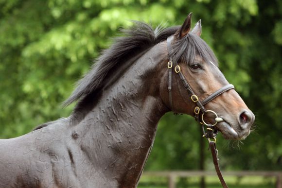 Mamool stellt mit Lucas Cranach des Drittplatzierten im Melbourne-Cup. www.galoppfoto.de