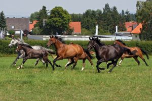 HarzburgerStuten und Fohlen im Galopp auf der Weide. Audrey mit Fohlen von Lord of England vorn. www.galoppfoto.de - Frank Sorge