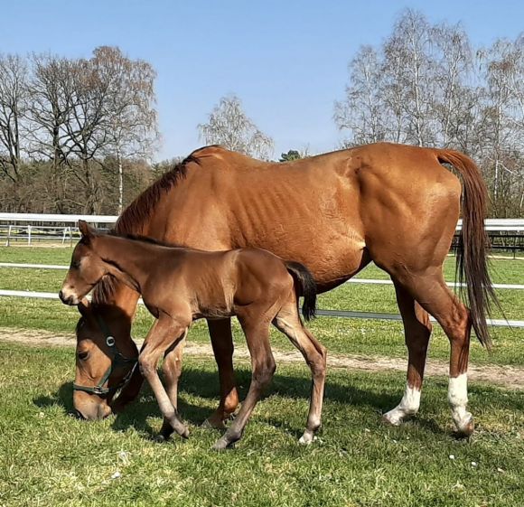 Agil mit viel Bewegungsdrang: So beschreibt Züchter Hans-Georg Fabian seinen ersten diesjährigen Pferdenachwuchs, ein am 26.3. geborenes Hengstfohlen seiner Sugar Babe (Noroit). Der Youngster stammt aus dem ersten Jahrgang von Millowitsch - Foto: privat