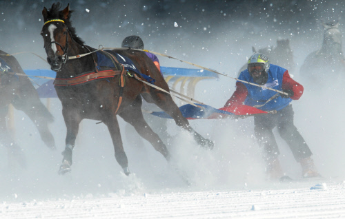 White Turf St. Moritz: Mombasa gewinnt im Skikjöring CREDIT SUISSE GP von Silvaplana. Foto: swiss-image.ch - Andy Mettler