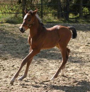 Über dieses Stutfohlen von  It's Gino aus der Ajesha freut sich der Stall Equus Maximus. Foto: Heike Frohburg