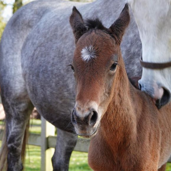 Vanilla: Bereits mit einem Namen versehen ist diese Galiway-Tochter der Vila Nova (Silver Frost). Von ihrem Umfeld im Gestüt Brümmerhof wird sie als charakterstark beschrieben, genau wie ihre große Schwester, die Listensiegerin Villefranche - Foto: privat