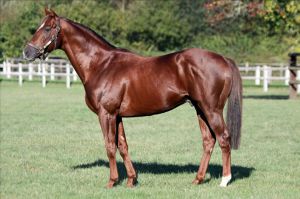 Zurück im Haras du Petit Tellier