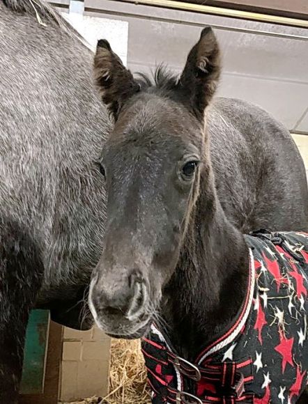 Farbwetten: dürften hier nicht besonders lohnend sein, der Sea The Stars-Sohn der Brümmerhoferin Vila Nova (Silver Frost) ist trotz stylisher Decke eindeutig als Schimmel zu erkennen - Foto: privat