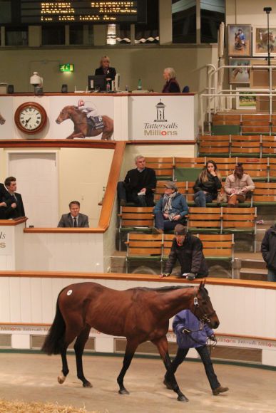 Wird Deckhengst in Frankreich: Der Derbysieger Waldpark im Auktionsring von Tattersalls, er ging für 52.000gns an das Haras du Thenney nach Frankreich. Foto Claudia von der Recke