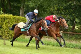 Waldpfad und Empire of the Star