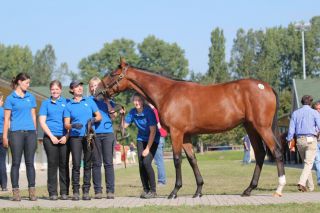 Auch sie wird ein US-Girl: Die Ravensbergerin Wildkirsche (Champs Elysees) - hier mit dem Ronald Rauscher-Team -geht ins Training zu Todd Pletcher. Foto: Claudia von der Recke