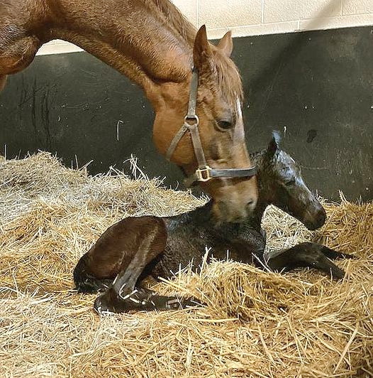 Voller Wunder: ist die Welt für ein junges Fohlen - hier die neugeborene Sea The Moon-Tochter der Wonderful Filly (Lomitas), die rechte Schwester von Wonderful Moon - Foto: privat