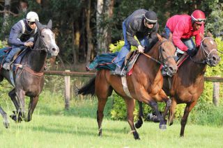 ... beim Grasbahn-Galopp am Dienstag