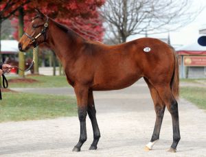 Frank Stronach erwarb diese Zenyatta-Schwester. Keeneland-Photo