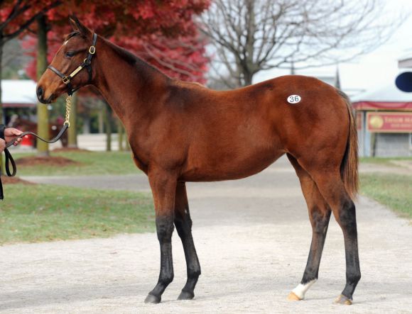 Frank Stronach erwarb diese Zenyatta-Schwester. Keeneland-Photo