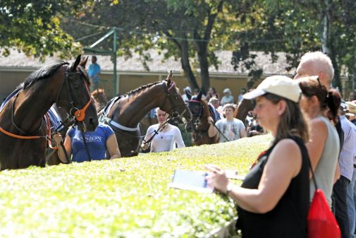 Die vierbeinigen Stars im Führring: Der Samstag in Baden-Baden hat gleich zwei Grupperennen zu bieten. www.galoppfoto.de