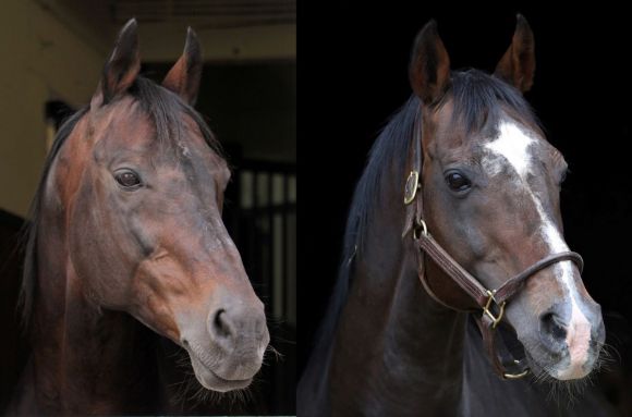 Zwei große Stallion sind abgetreten: Lando (l.) und Dashing Blade. www.galoppfoto.de - Sandra Scherning u. Frank Sorge